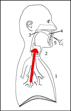 Vibrato perceived motion