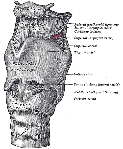 Larynx